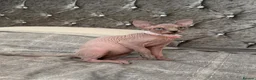 Sphynx cats for sale: Special Reduced Price Blue-Eyed Sphynx / TICA Reg - Advert 24