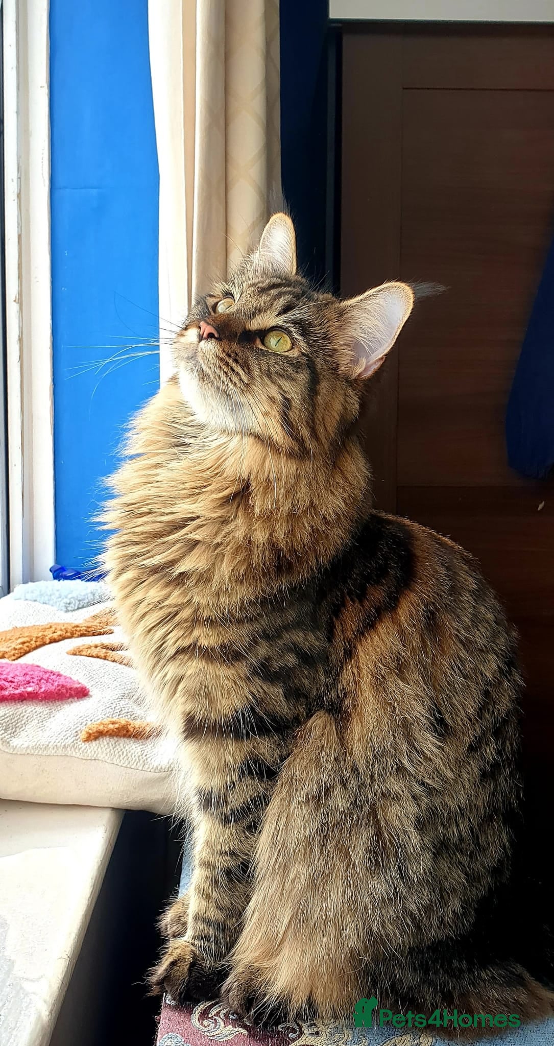 Maine Coon cats 🎀 Outstanding GCCF Pedigree Maine Coon Kittens 🎄 - Advert 1