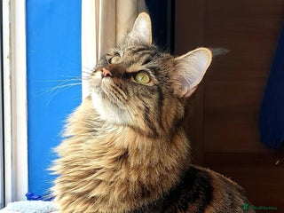 Maine Coon cats 🎀 Outstanding GCCF Pedigree Maine Coon Kittens 🎄 - Advert 1