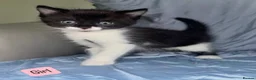 Mixed Breed cats for sale: Beautiful mixed breed blue eyes kittens - Advert 6