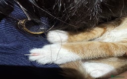 Mixed Breed cats for sale: Cute Kittens for Sale - Ginger, Grey and Black - Image 13
