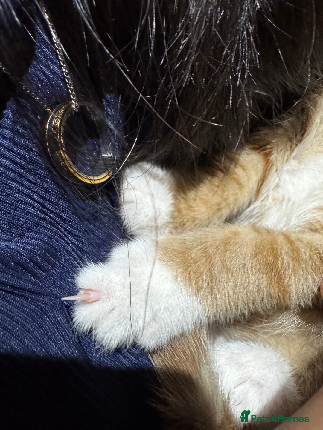 Mixed Breed cats for sale: Cute Kittens for Sale - Ginger, Grey and Black - Image 13