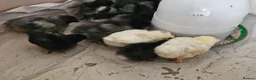 Chickens poultry for sale: Easter eggers fully feathered ready togo  - Advert 8