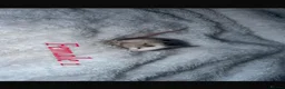 Mouse rodents for sale: Baby mice  - Advert 18