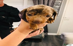 Miniature Dachshund dogs for sale: 4 beautiful miniature dachshunds 4 weeks old - Image 4