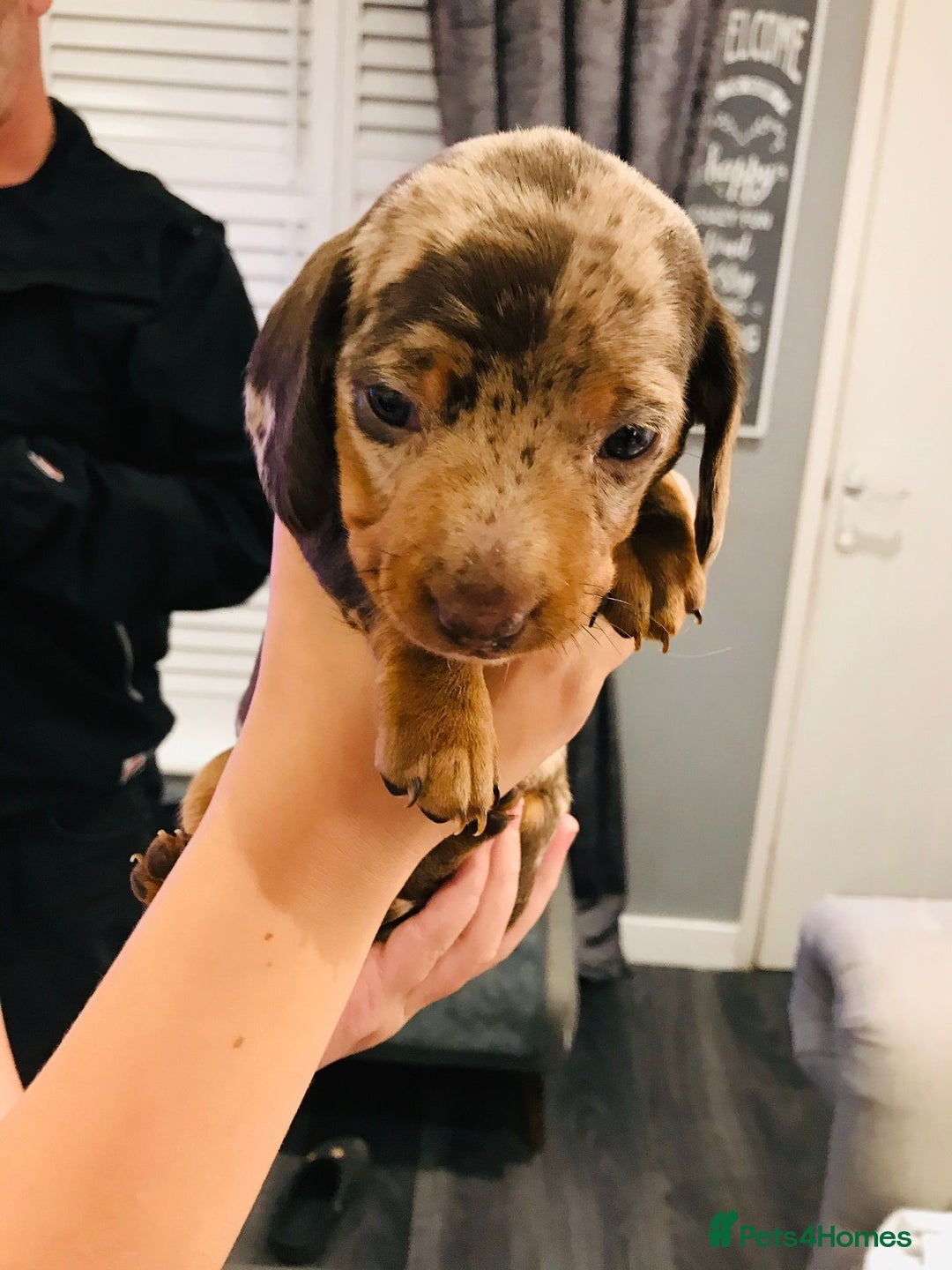 Miniature Dachshund dogs for sale: 4 beautiful miniature dachshunds 4 weeks old - Image 4