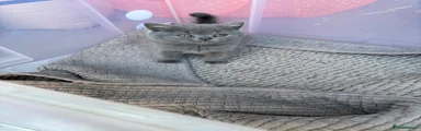 British Shorthair 1