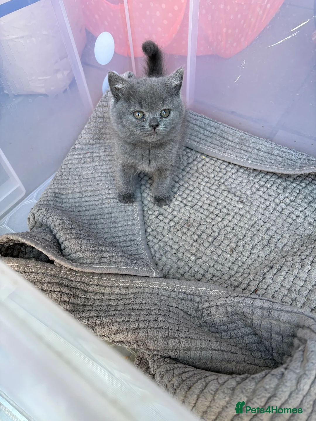 British Shorthair cats for sale: British shorthair - Advert 2