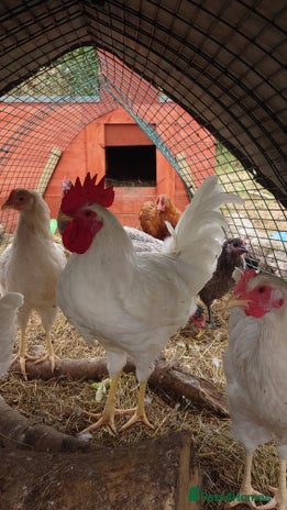 Chickens poultry - Advert 2