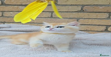 British Shorthair cats in Peterborough - Advert 1