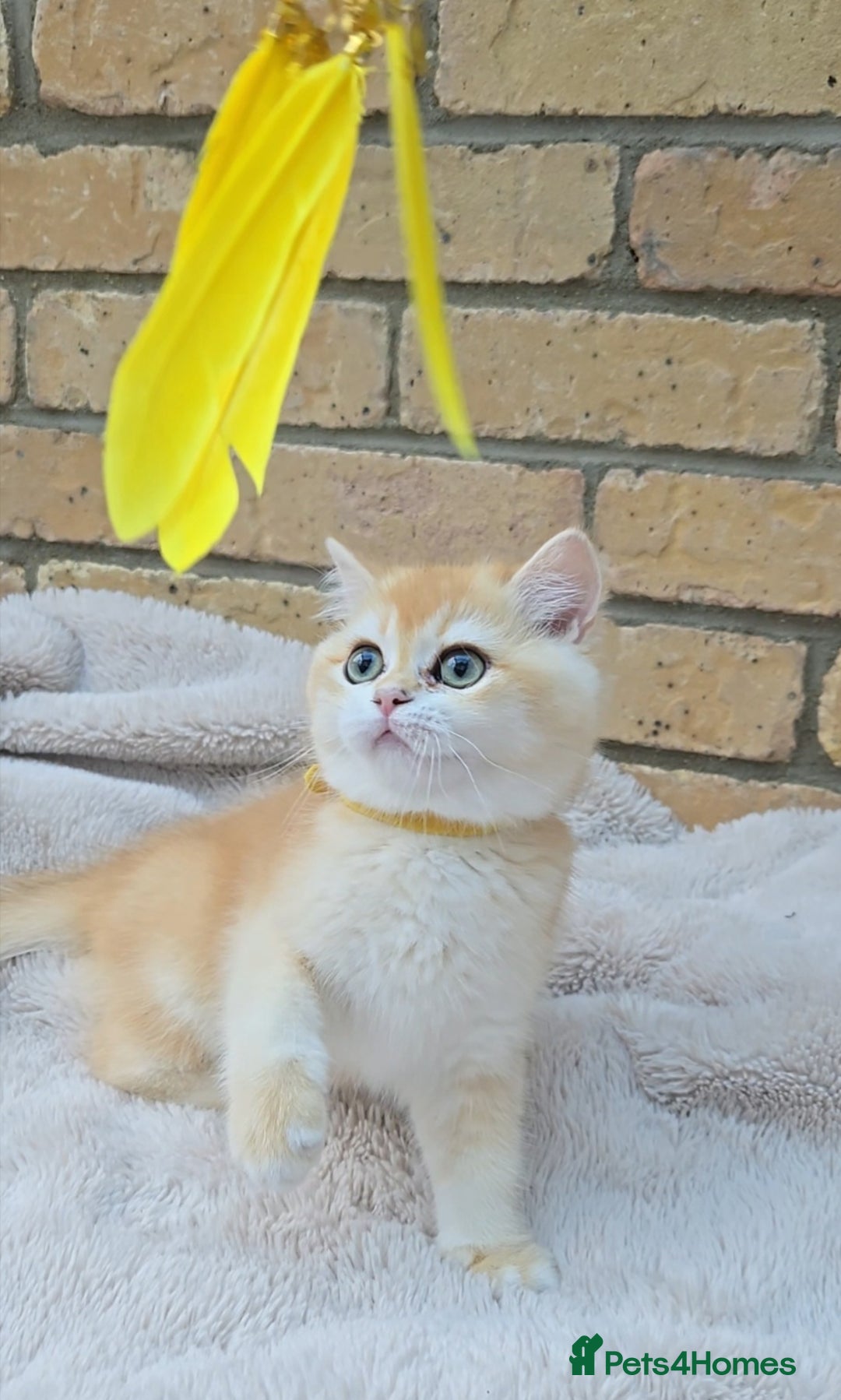 British Shorthair cats for sale: Gorgeous golden fluffs ready now in Peterborough - Image 3