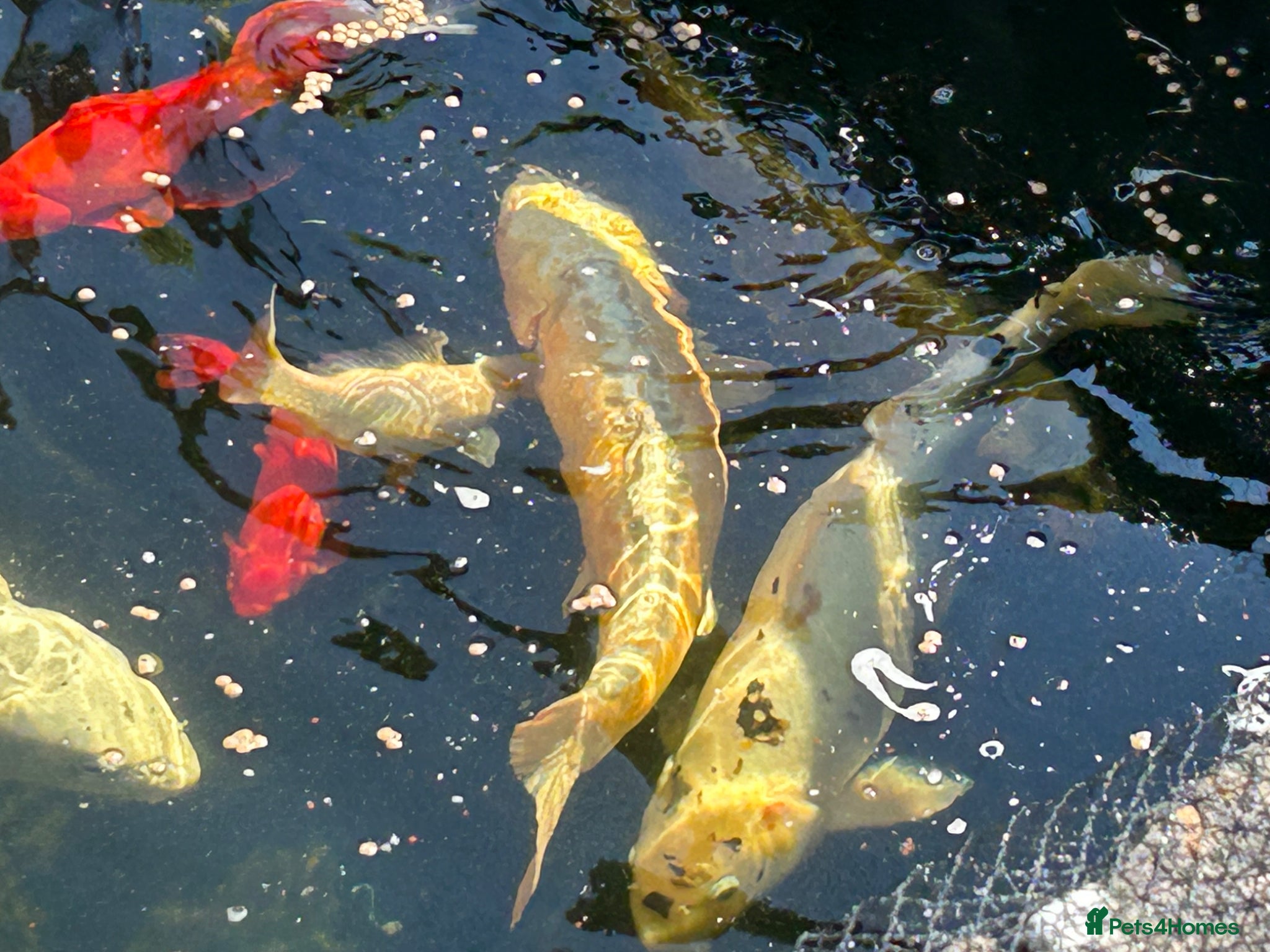 Koi Carp fish for sale: Pond fish - Advert 1