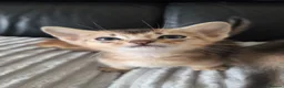 Abyssinian cats for sale: ⚜️Last 2 kittens -Beautiful Abyssinian Kittens🏆 - Advert 10
