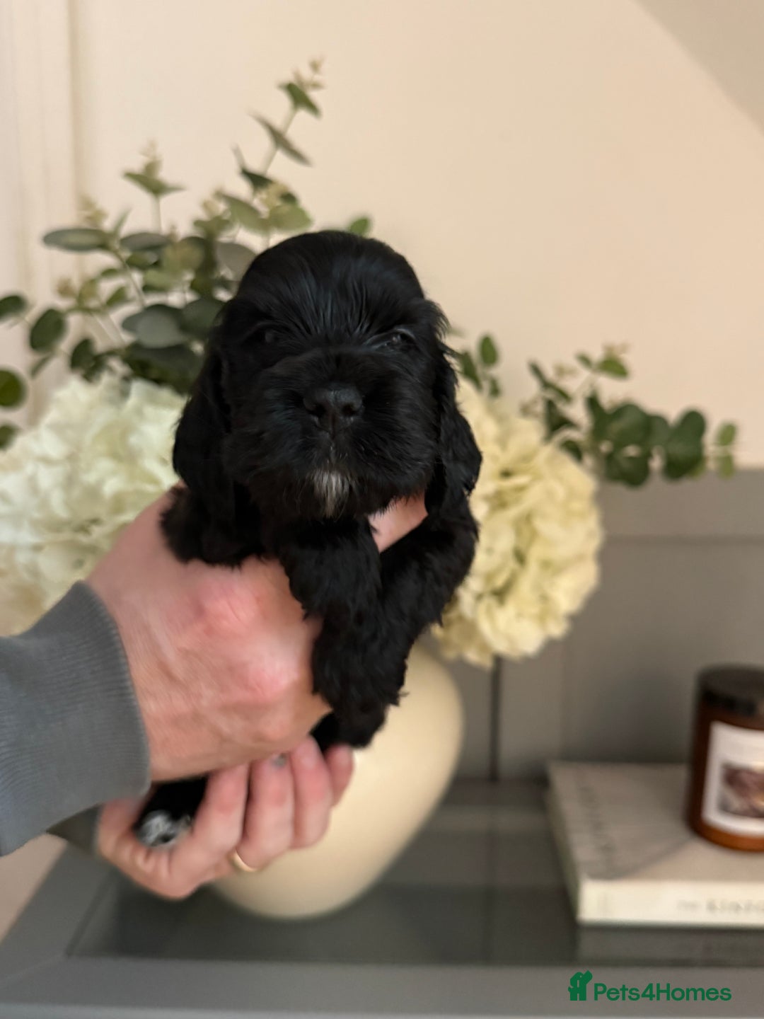 Cocker Spaniel dogs for sale: 1x black girl  READY NOW Show type  - Advert 6