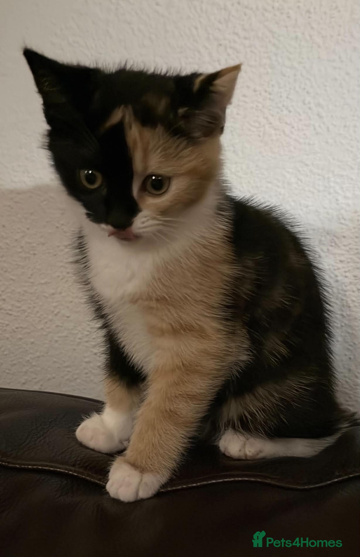 Mixed Breed cats One gorgeous kitten left  - Advert 10