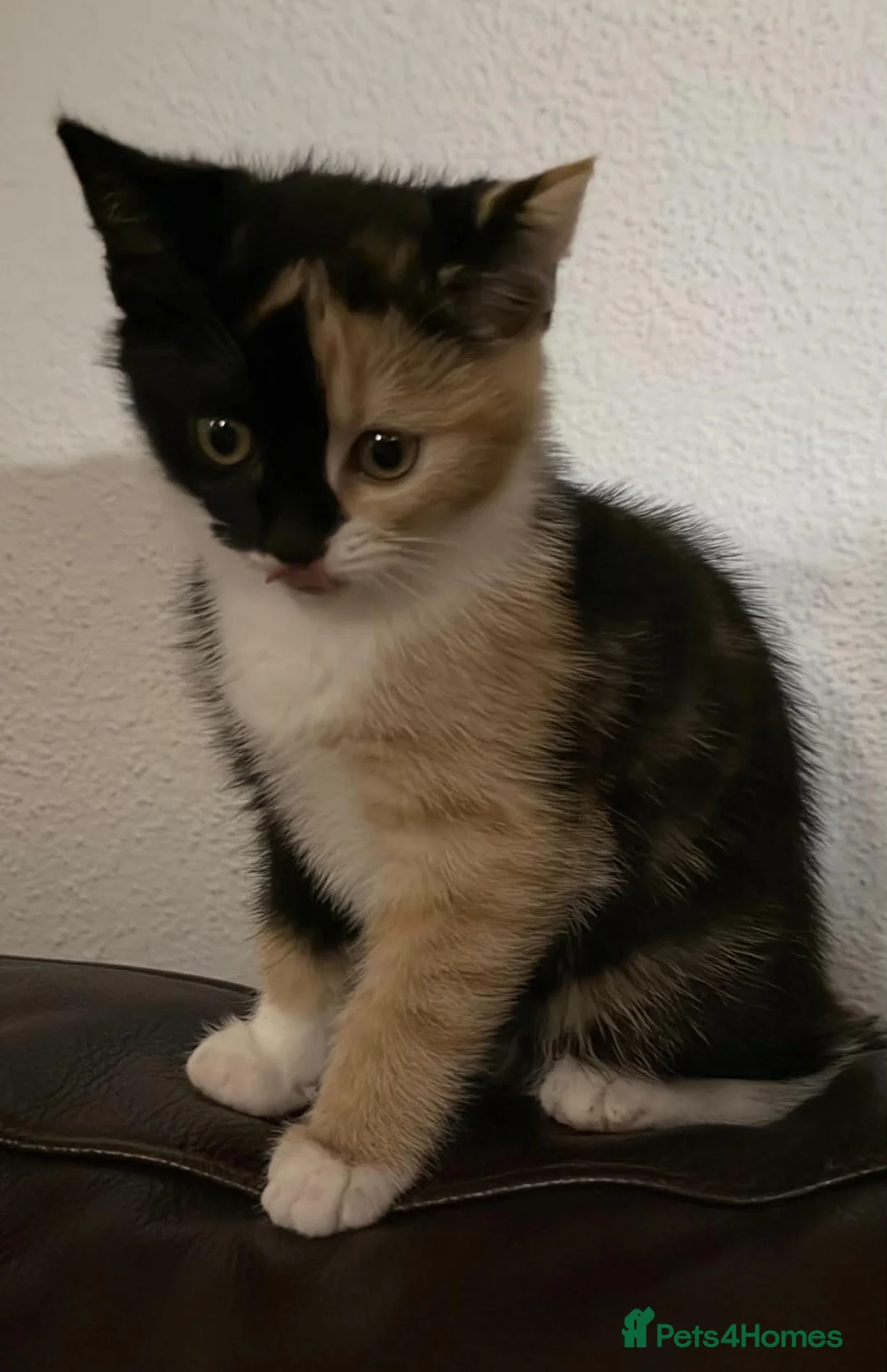 Mixed Breed cats for sale: One gorgeous kitten left  - Advert 1