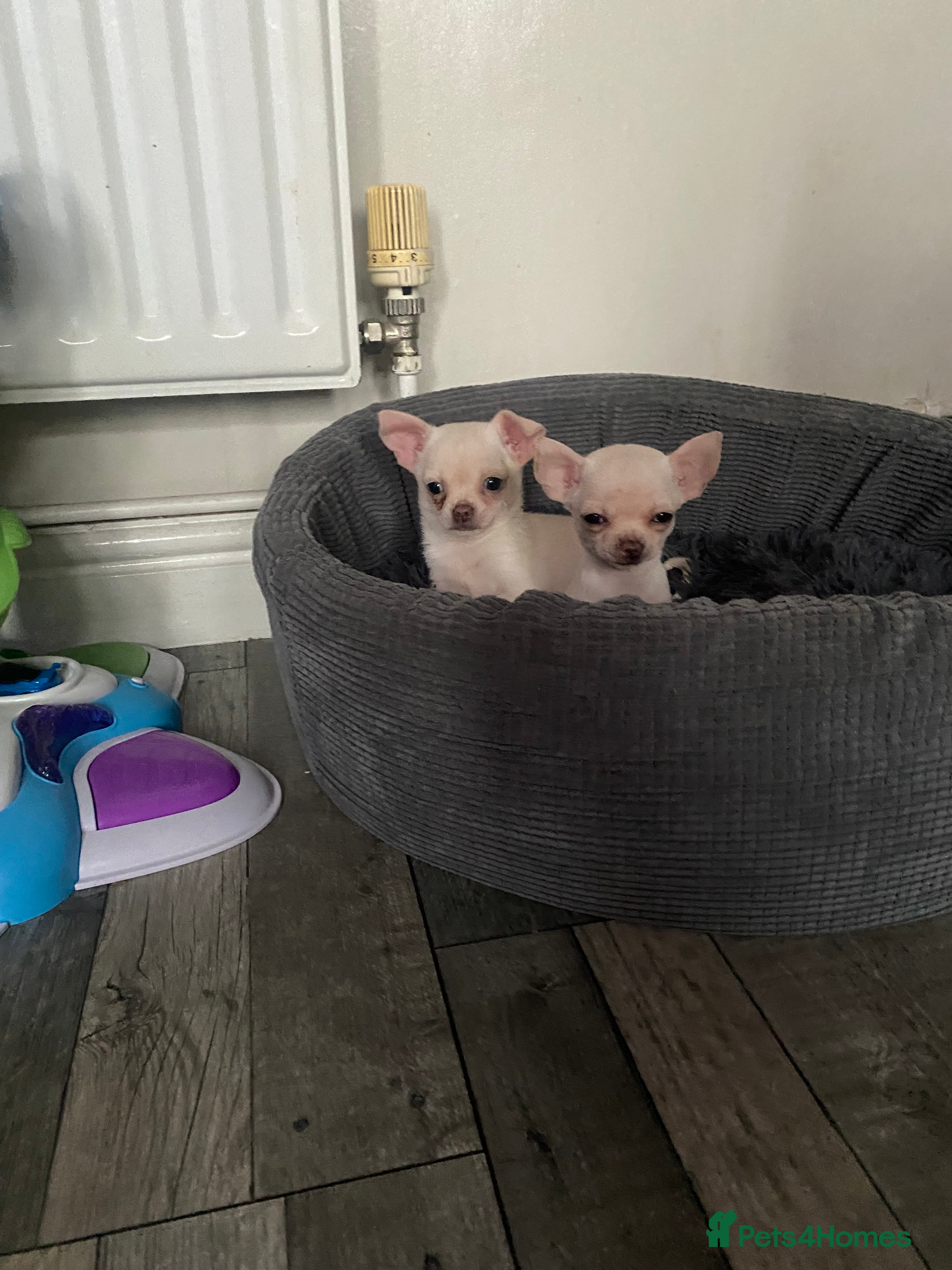 Chihuahua dogs Chihuahua puppies - Advert 4