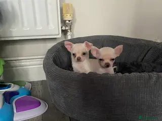 Chihuahua dogs Chihuahua puppies - Advert 4