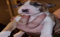 English Bull Terrier dogs for sale: English bull terrier  - Image 27