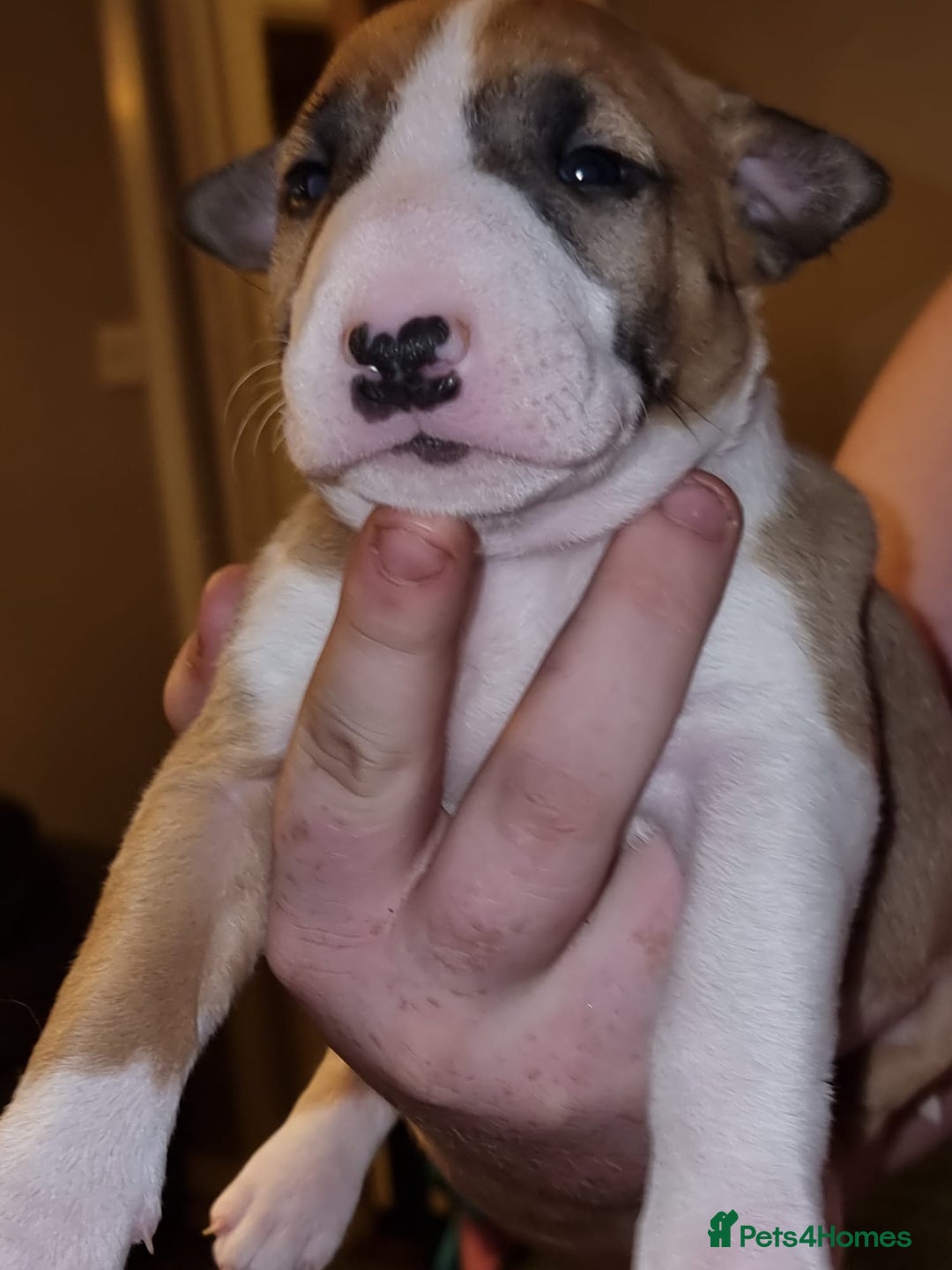 English Bull Terrier dogs for sale: English bull terrier  - Image 27