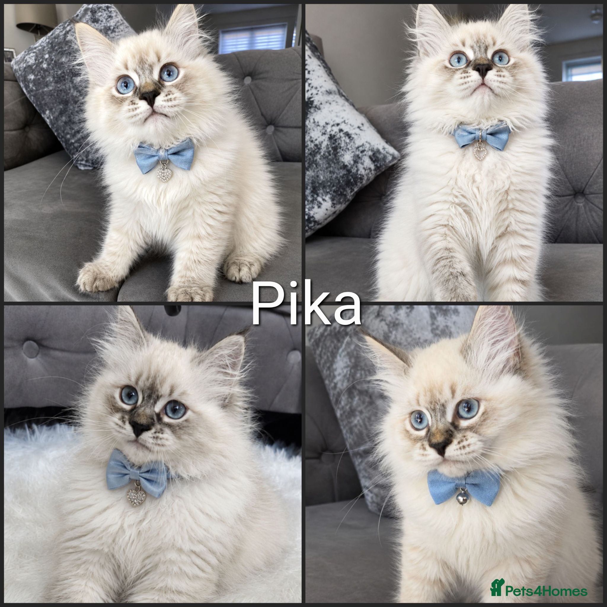 Siberian cats GCCF neva Champion bloodlines siberians - Advert 2