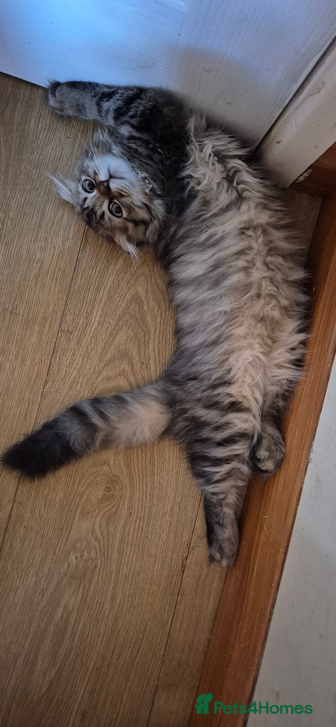 Scottish Fold cats for sale: TICA registered Scottish Fold ready to collect  - Image 5