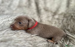 Dachshund dogs for sale: Beautiful mini dachshund babies  - Image 7
