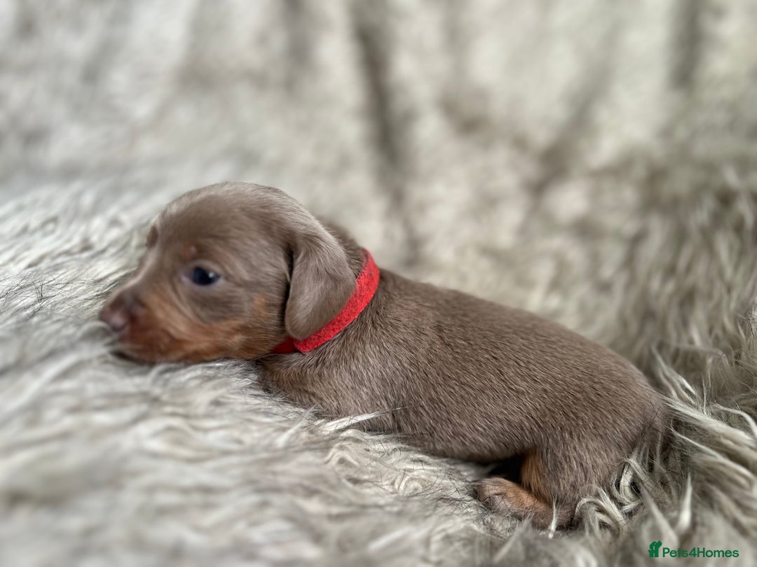 Dachshund dogs for sale: Beautiful mini dachshund babies  - Image 7
