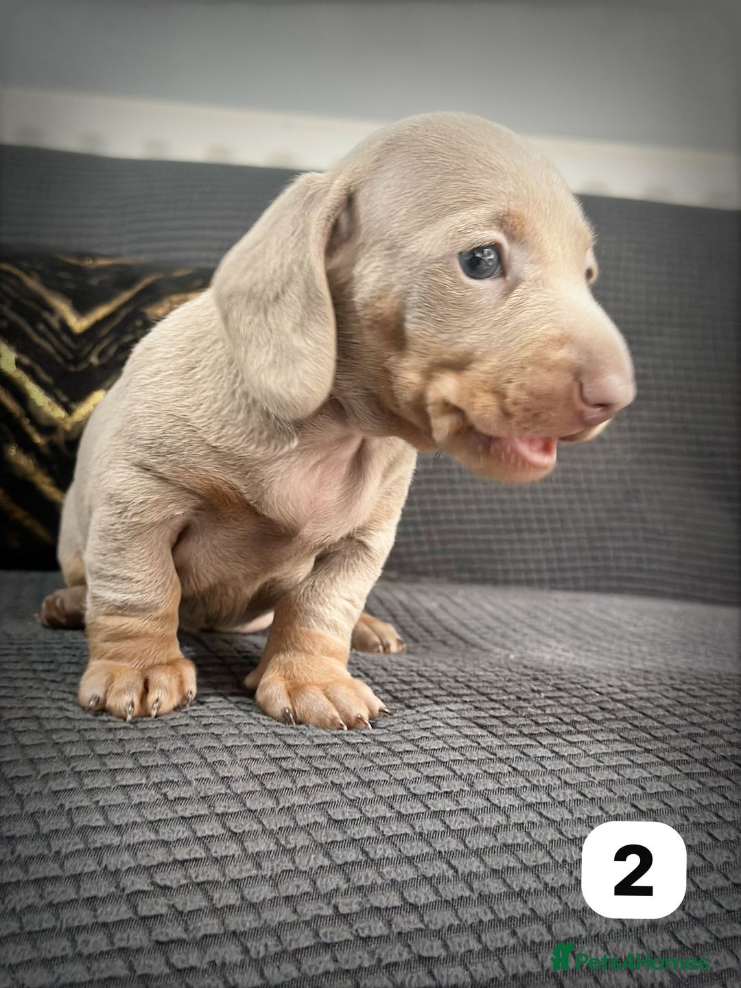 Dachshund dogs for sale: GORGEOUS DACHSHUNDS PUPPIES - Image 32