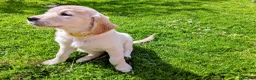 Golden Retriever dogs for sale: Wonderful litter KC reg golden retriever furballs - Advert 2