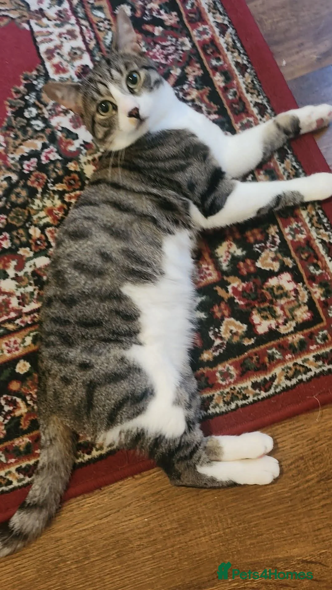 Mixed Breed cats for sale: Ziggy male cat looking loving home  - Advert 1
