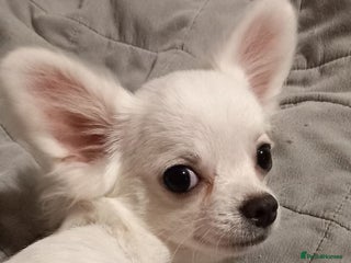 Chihuahua dogs Long coat boy - Advert 1