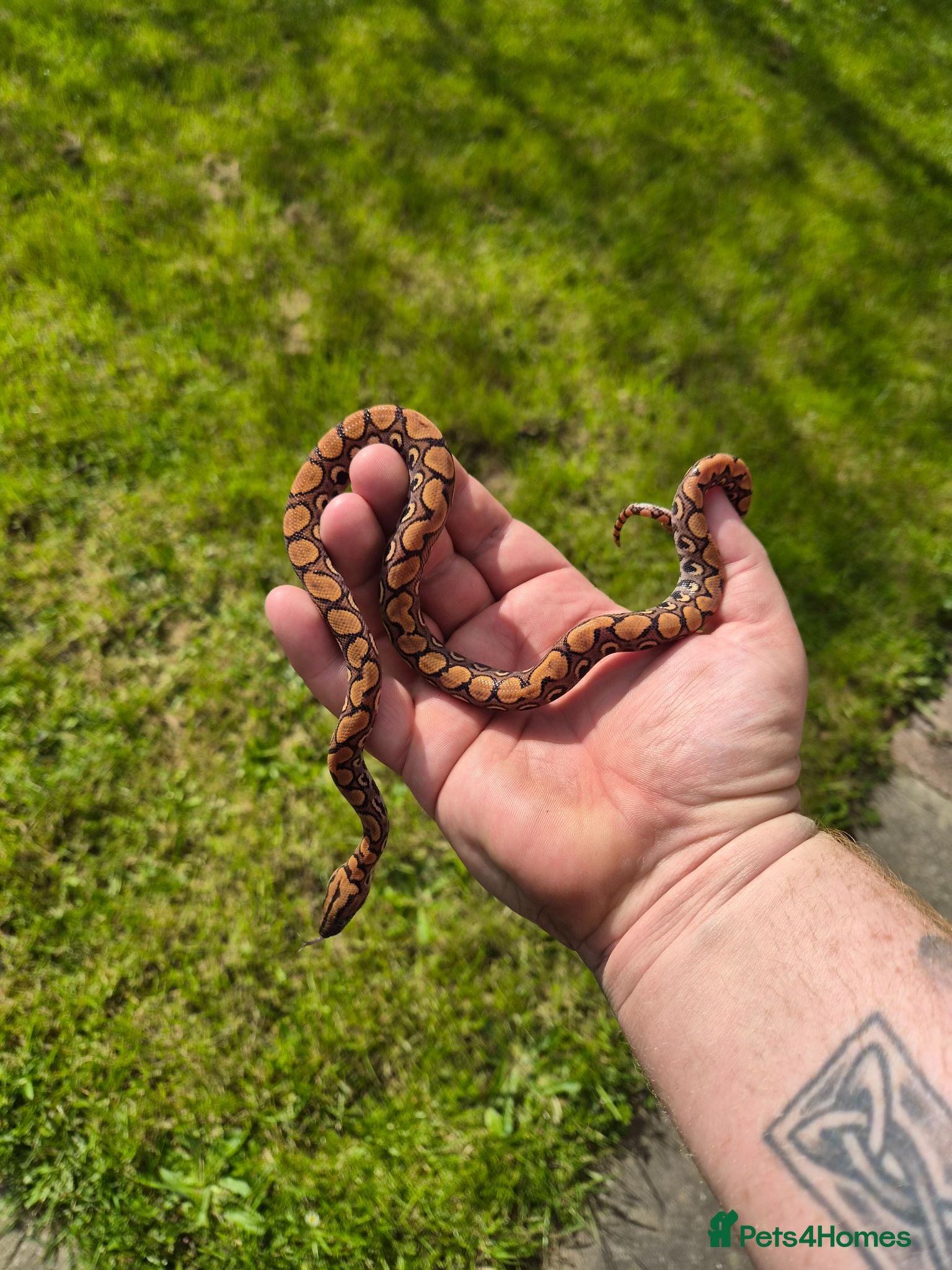 Boa Snake reptiles Young Brazillian Rainbow Boa - Advert 4