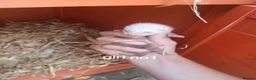 Ferret rodents for sale: Baby Ferret kits look at description!  - Advert 7