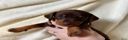 Miniature Dachshund dogs for sale: Miniature dachshund puppies  in Durham - Advert 4