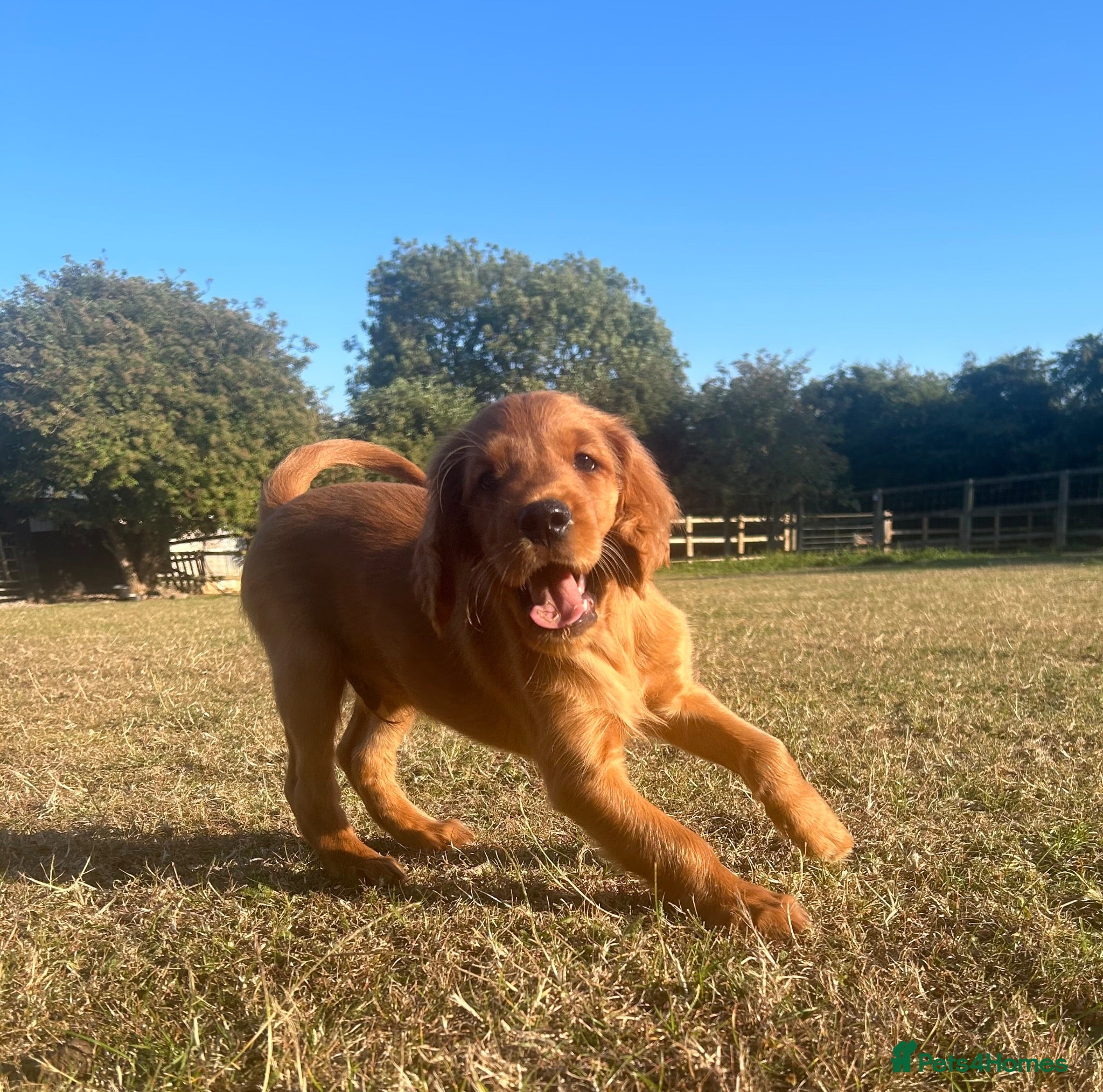 Mixed Breed dogs Ready now  ☘️ Golden Irish puppies available  ☘️ - Advert 5