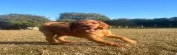 Mixed Breed dogs for sale: Ready now  ☘️ Golden Irish puppies available  ☘️ - Advert 12