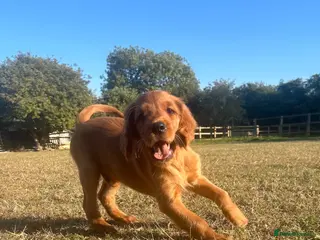 Mixed Breed dogs Ready now ☘️ Golden Irish puppies available ☘️ - Advert 5