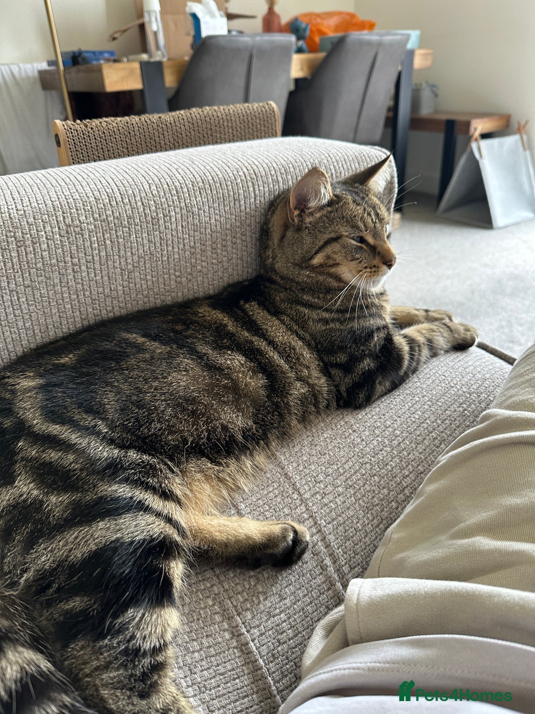 Mixed Breed cats for sale: Tabby Male cat (Luffy) - 2 years old - Image 3