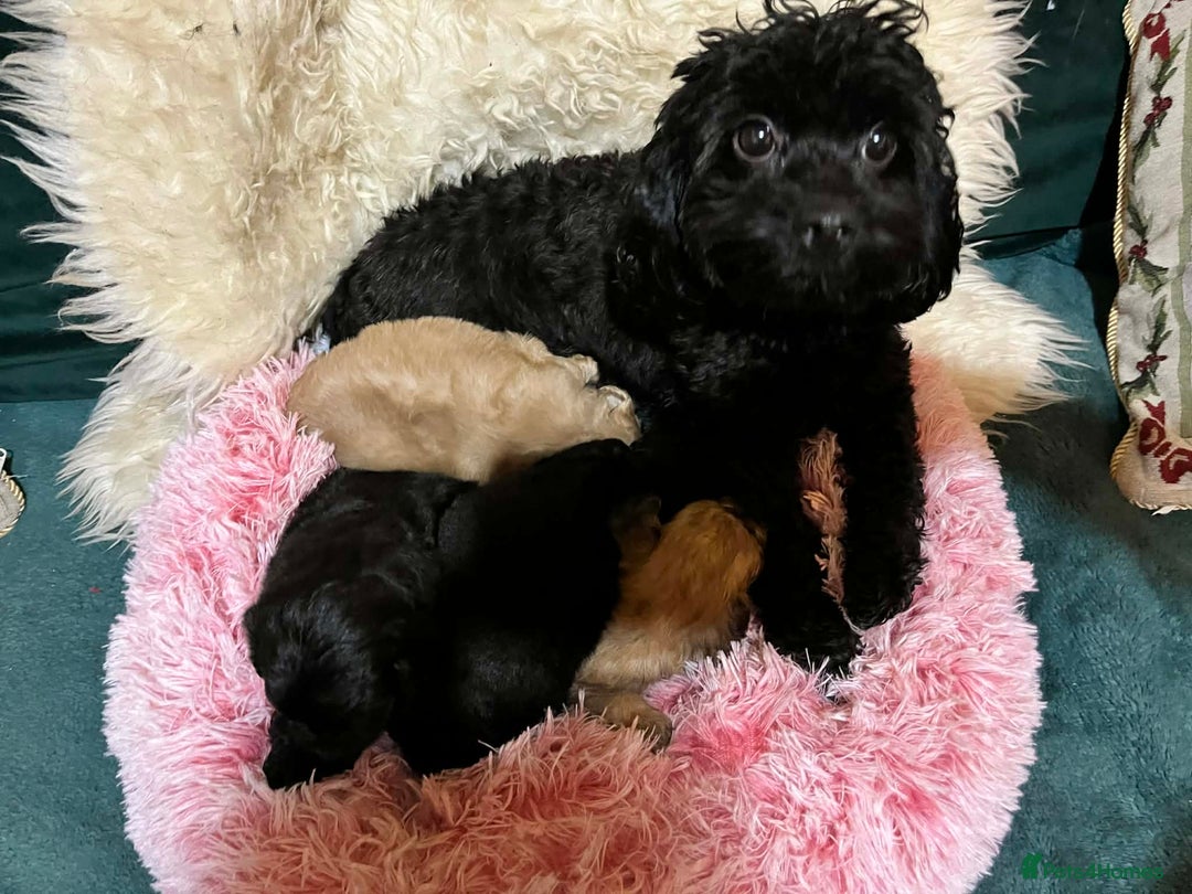 Cavapoo dogs for sale: Stunning litter of mix coloured tiny toy cavapoos - Advert 2