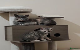 British Shorthair cats for sale: 3 kittens ready to leave  - Image 2