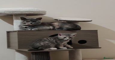 British Shorthair cats - Advert 11