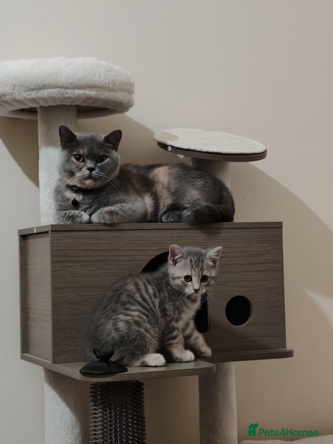 British Shorthair cats for sale: 3 kittens ready to leave  - Image 2