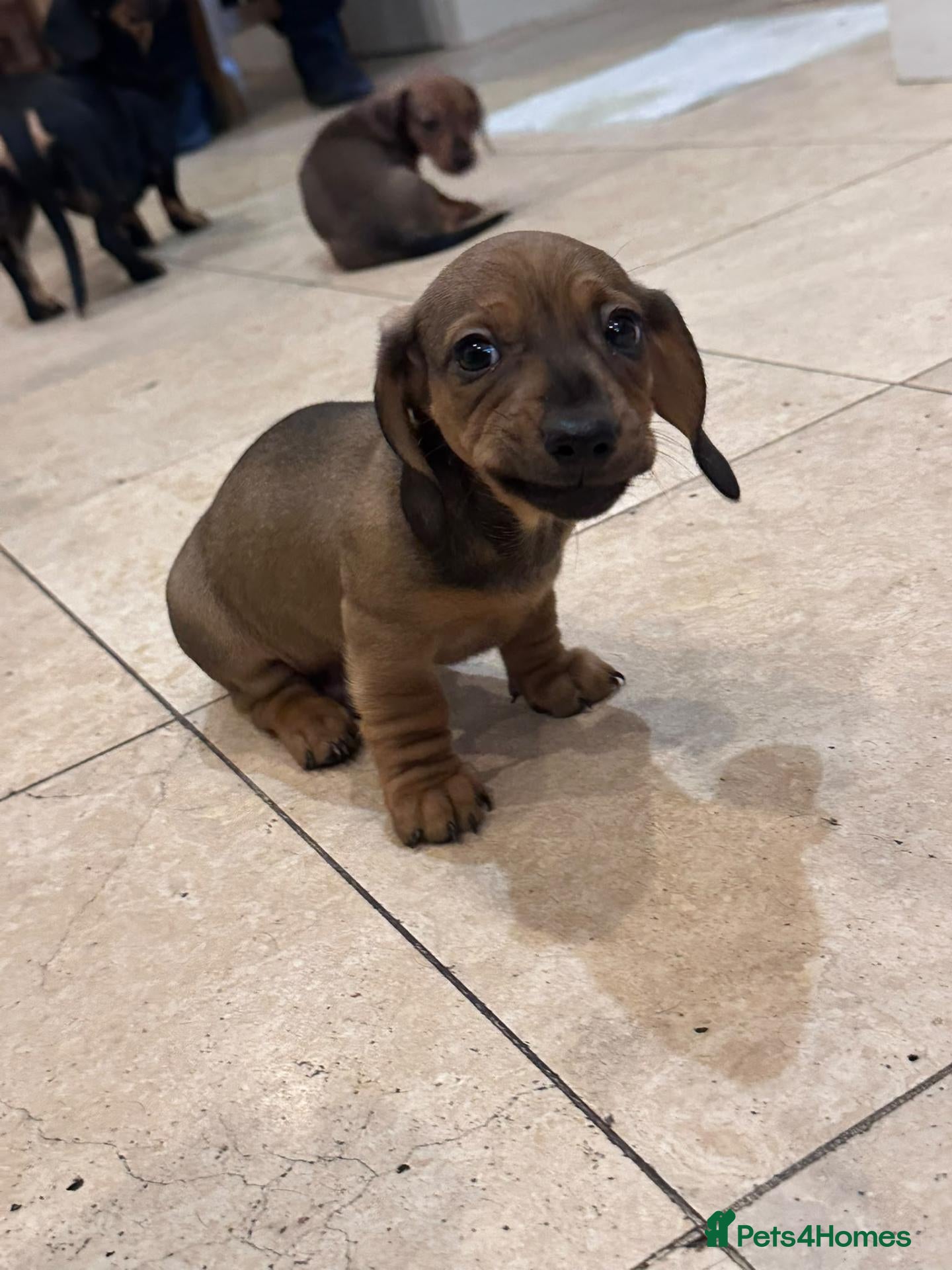 Dachshund dogs Pure Bred Dachshunds  - Advert 2