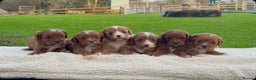 Cavapoo dogs for sale: Cavapoo Puppies - Advert 13