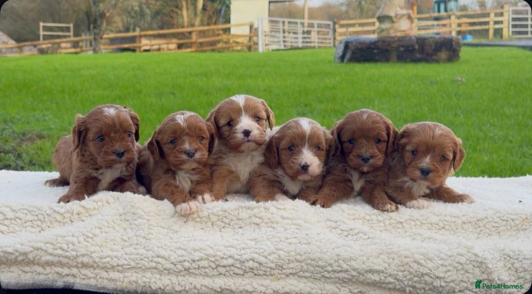 Cavapoo dogs for sale: Cavapoo Puppies - Advert 13