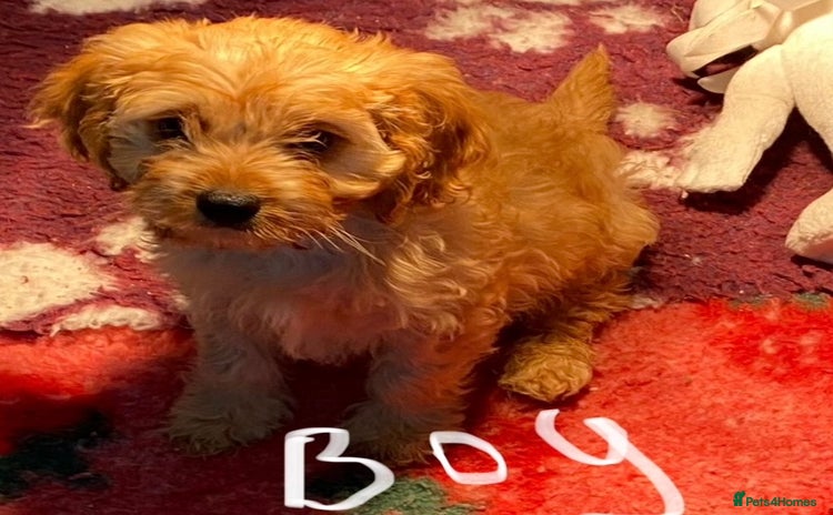 Cavapoo dogs - Advert 1