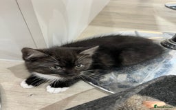 Persian cats for sale: 🌟 2 Chinchilla Persian Boy Kittens 🌟 - Image 23