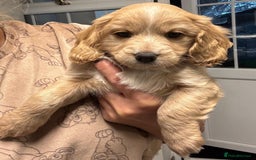 Cockapoo dogs for sale: stunning cockapoos for sale - Image 12