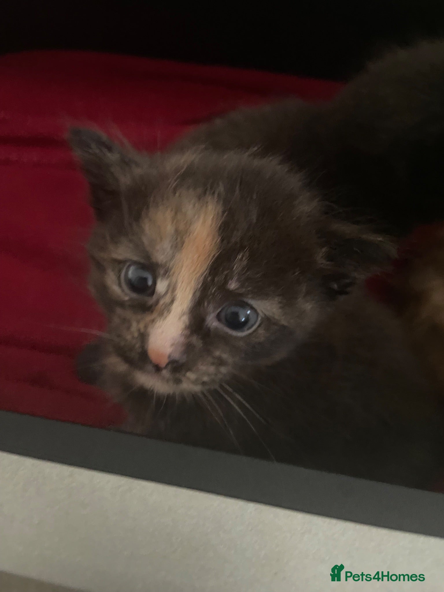 Mixed Breed cats for sale: 4 Beautiful Kittens for sale  - Advert 2